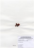 藏品(北方赤盾藻)的圖片